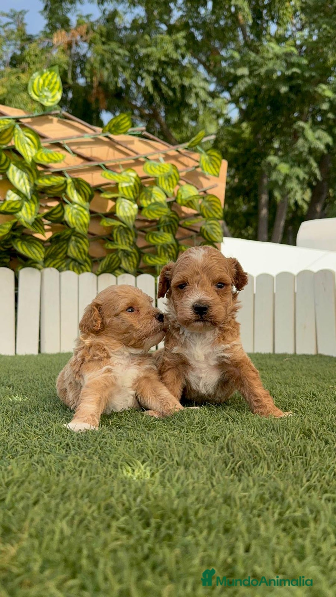 Caniche Toy perros en venta: CANICHE TOY MACHO - Imagen 9