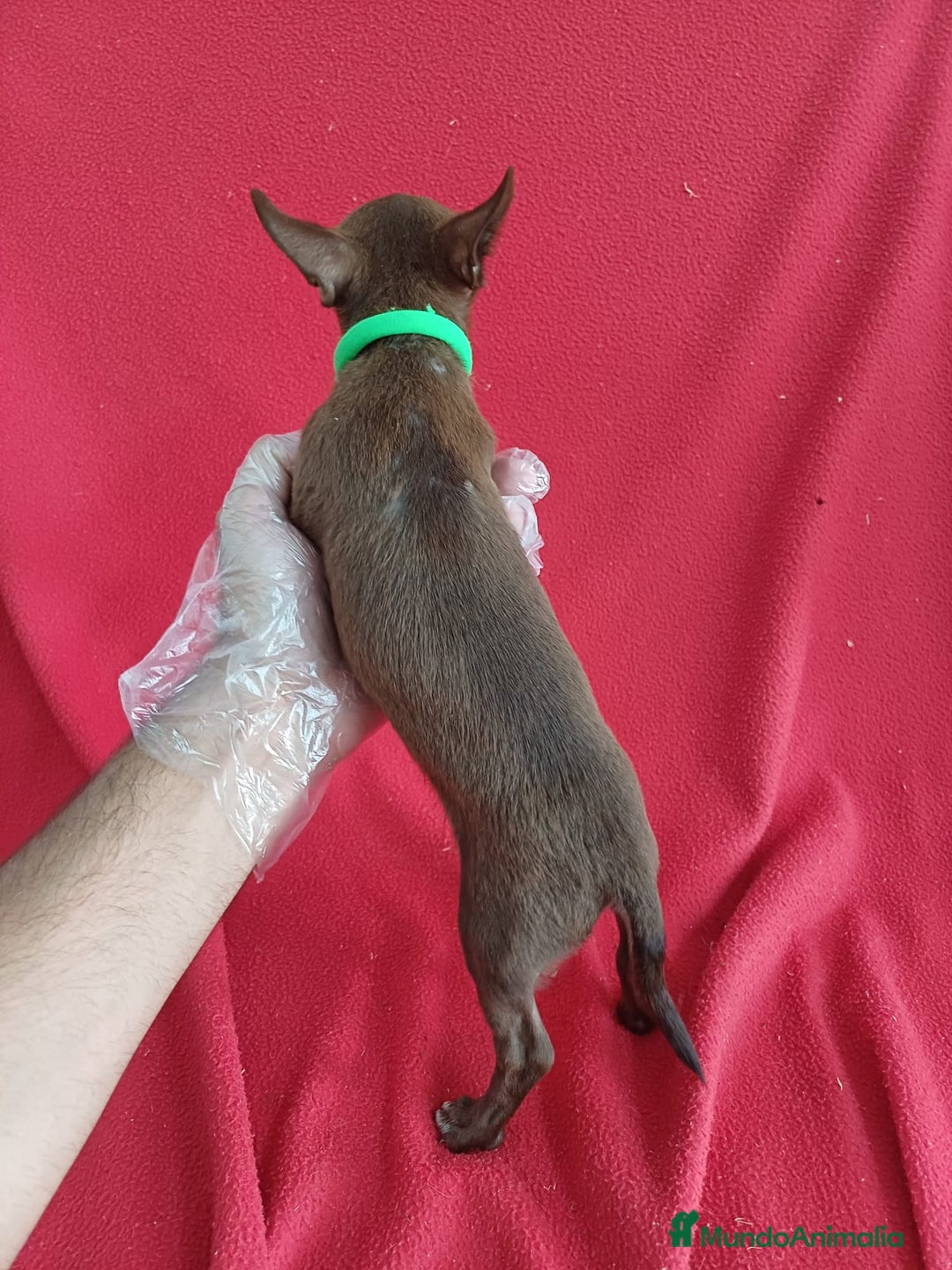 Chihuahua perros en venta: Chihuahua Chocolate  - Imagen 3