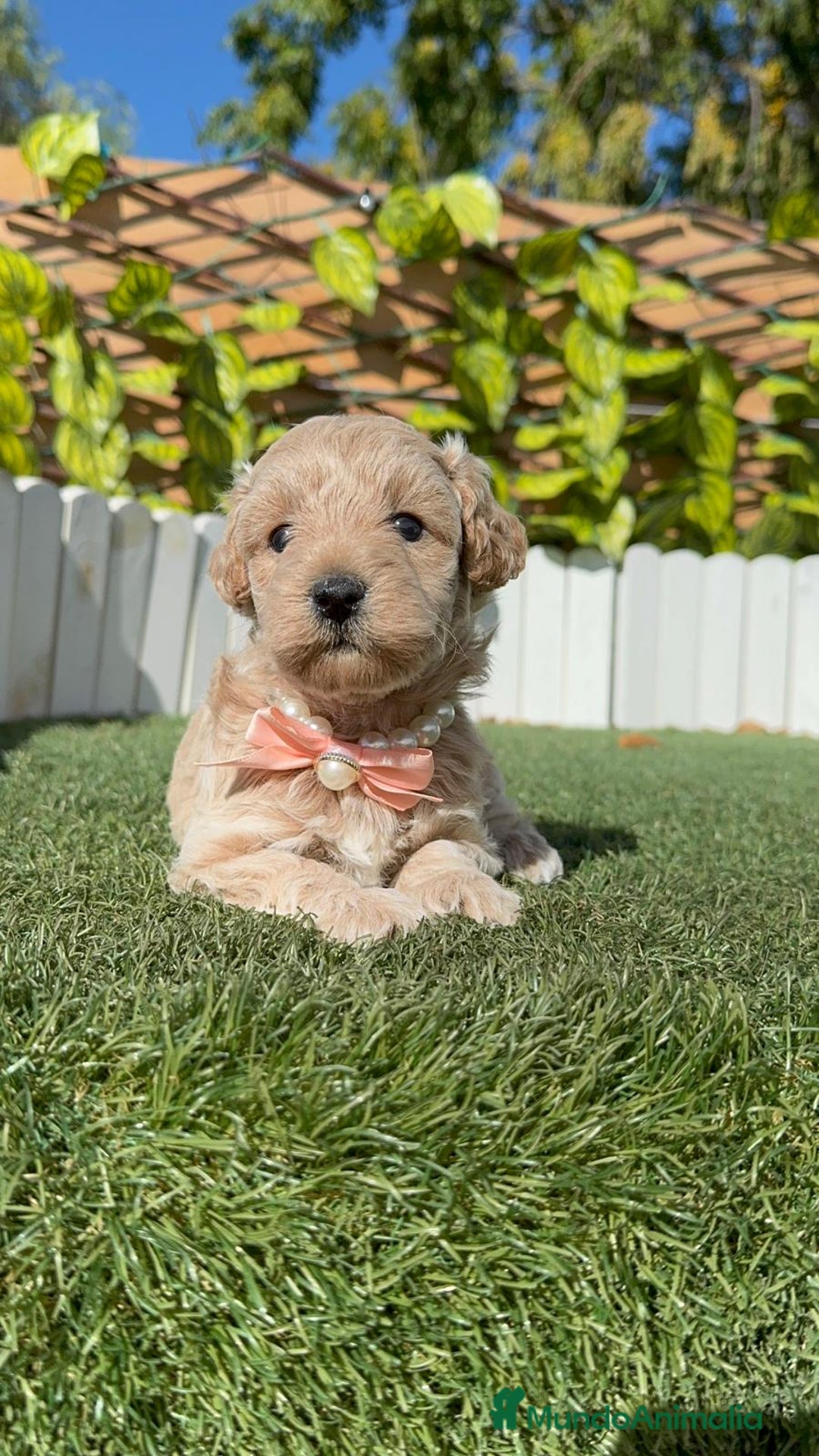 Maltipoo perros en venta: MALTIPOO HEMBRA - Imagen 19