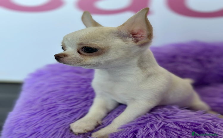 Chihuahua perros - Propaganda 2