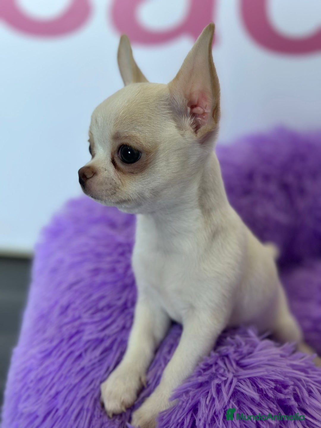 Chihuahua perros en venta: CHIHUAHUA - Imagen 1