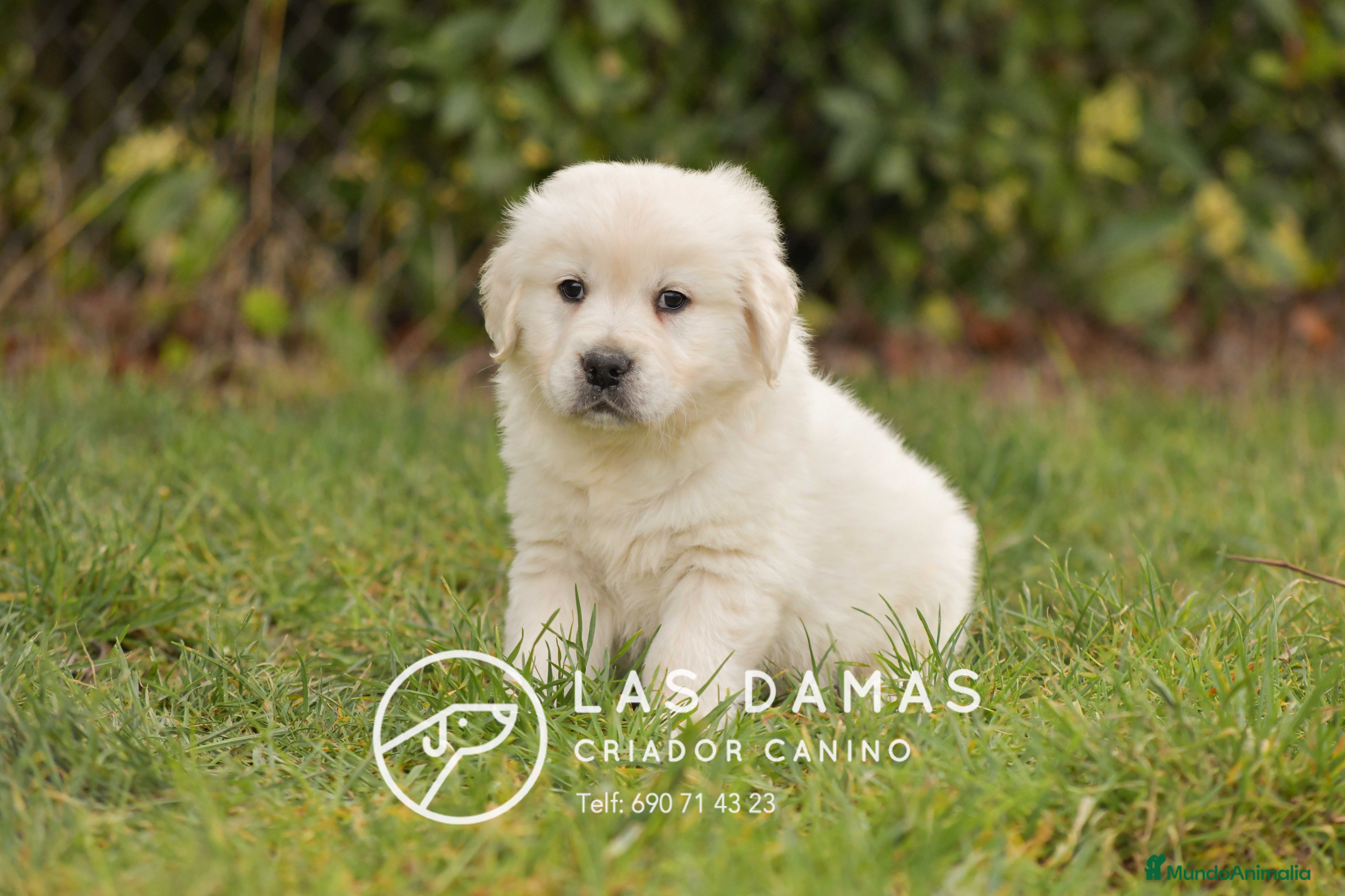 Golden Retriever perros GOLDEN RETRIEVER DISPONIBLES - Anuncio 2