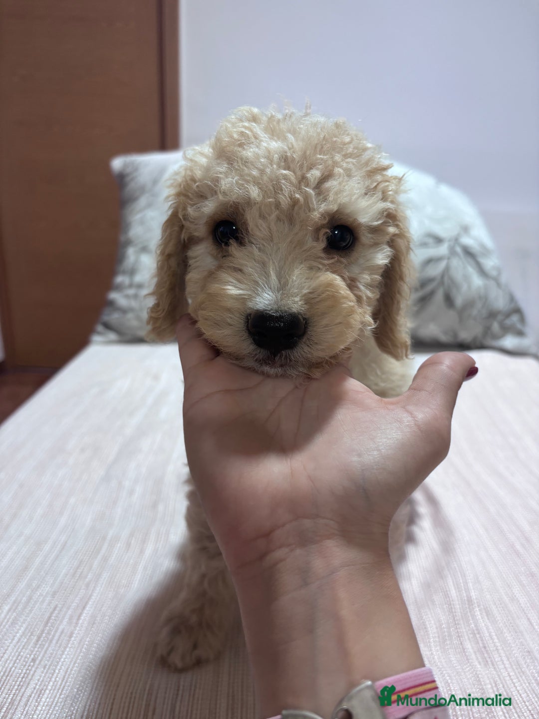 Perro de Agua Español perros en venta: Camada de perro de agua disponible  - Imagen 6