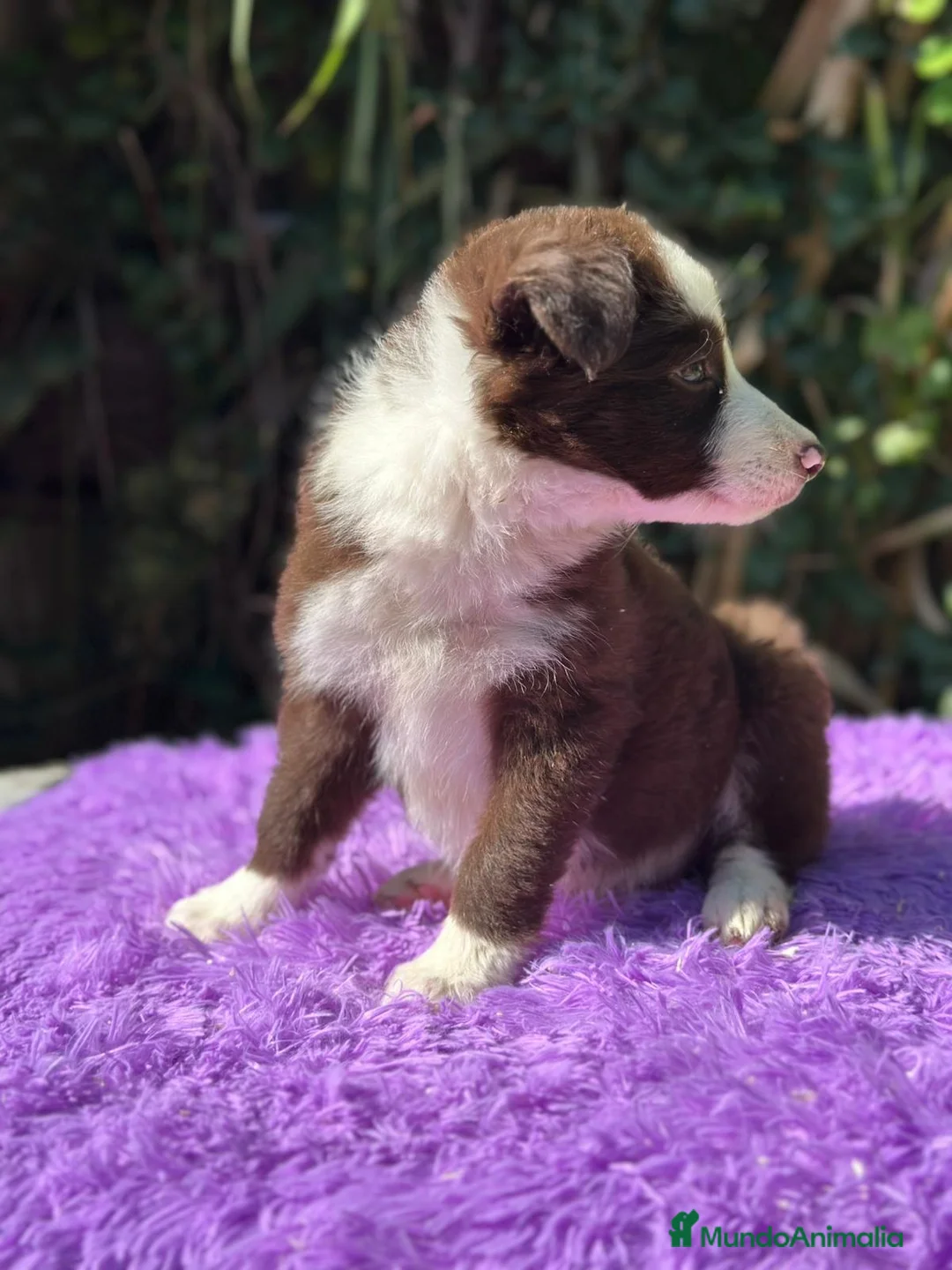 Border Collie perros en venta: Border collie chocolate - Anuncio 6