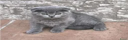Scottish Fold gatos en venta: Scottish fold - Anuncio 2
