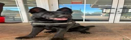 Pastor Alemán perros en venta: Pastores de trabajo - Anuncio 5