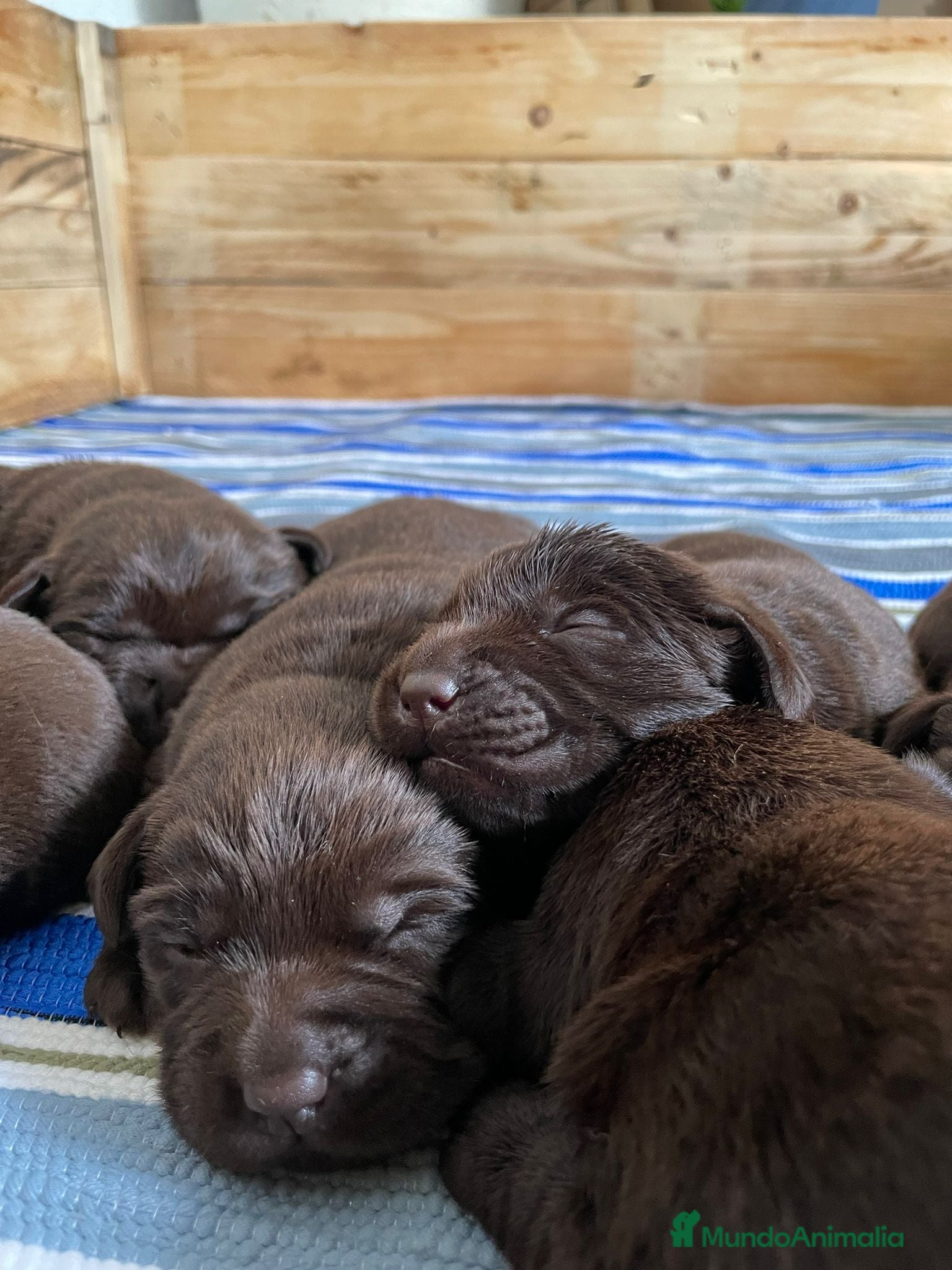 Labrador Retriever perros Hembra labrador retriever chocolate  - Anuncio 1