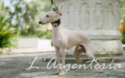 Pequeño Lebrel Italiano perros en venta: camada de piccolo lebrel italiano  - Imagen 14