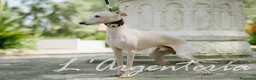 Pequeño Lebrel Italiano perros en venta: camada de piccolo lebrel italiano  - Anuncio 14