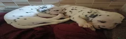 Dálmata perros en venta: Cachorros de dalmatas  - Anuncio 4