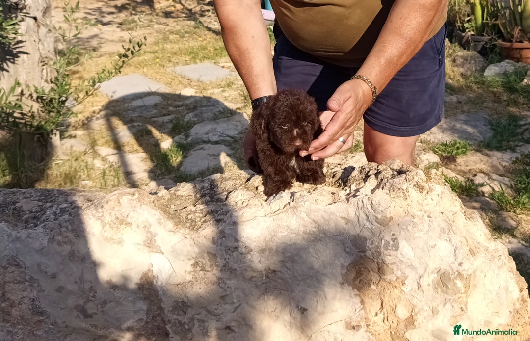 Caniche Toy perros en venta: Caniches minitoy - Imagen 1