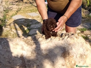 Caniche Toy perros - Anuncio 8