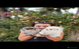 Pomerania perros en venta: Machitos pomerania  - Imagen 8