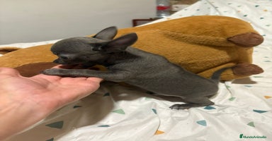 Chihuahua perros - Anuncio 4