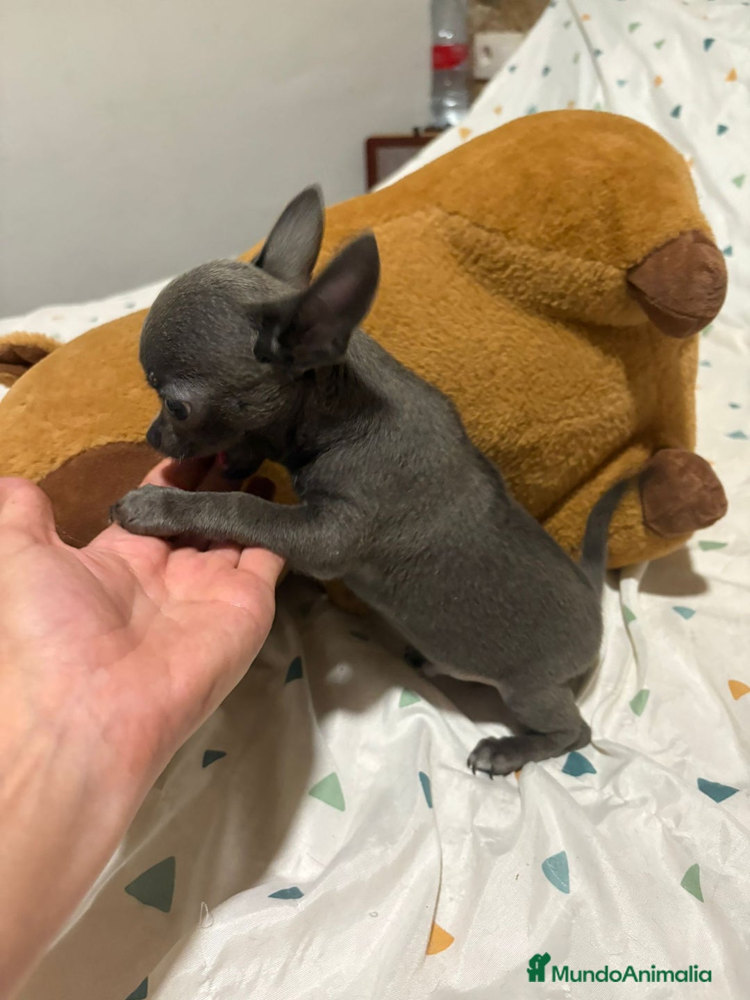 Chihuahua perros en venta: Chihuahua toy blue - Imagen 2