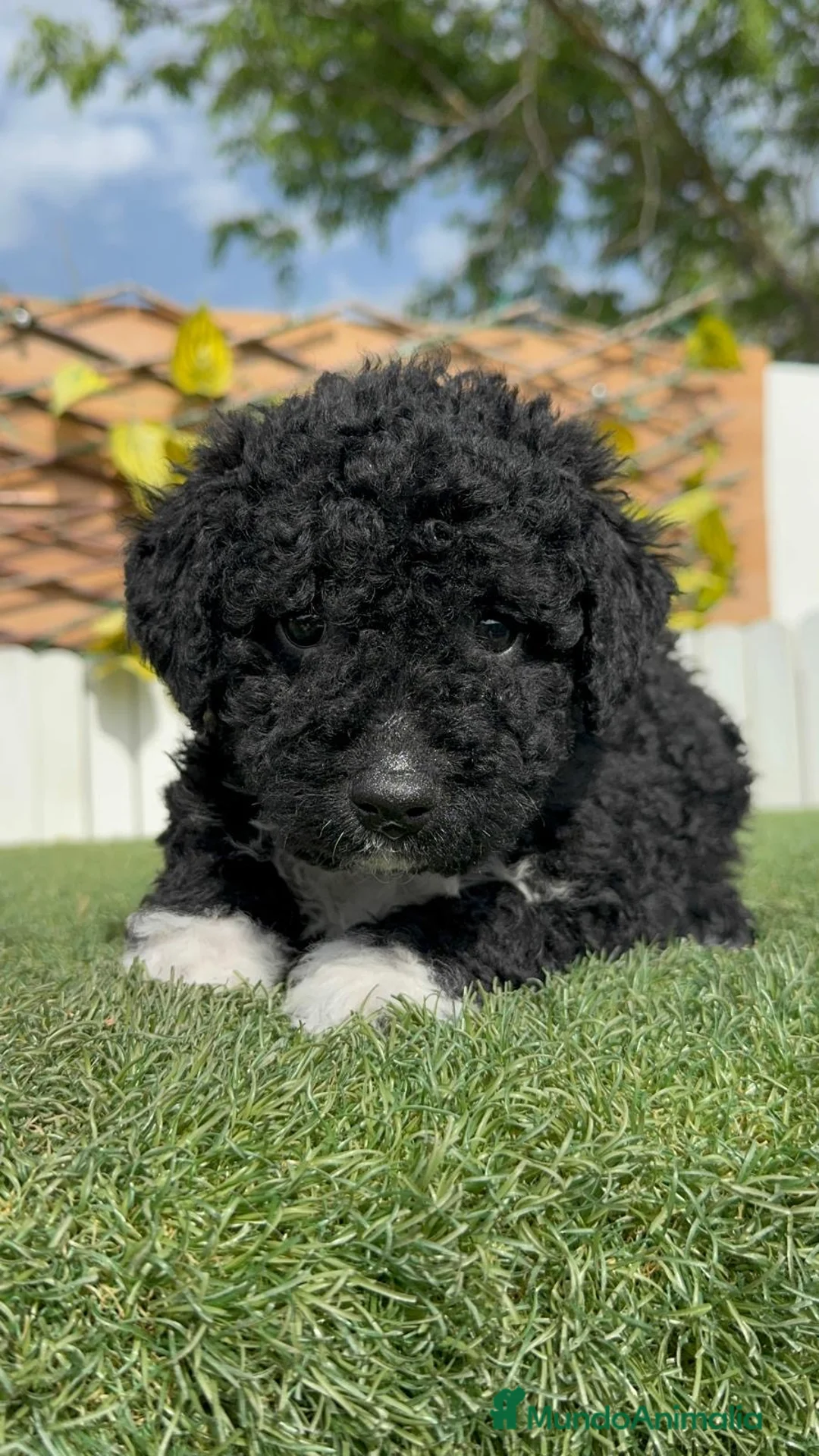 Perro de Agua Español perros en venta: PERRO DE AGUA ESPAÑOL - Anuncio 1