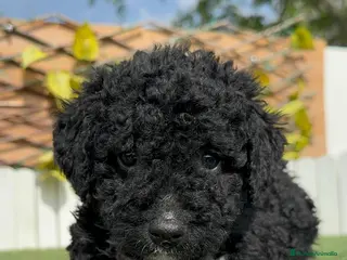 Perro de Agua Español perros PERRO DE AGUA ESPAÑOL - Anuncio 4