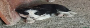 Border Collie 1