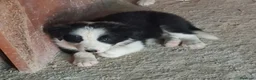 Border Collie perros en venta: Boder collie - Anuncio 6