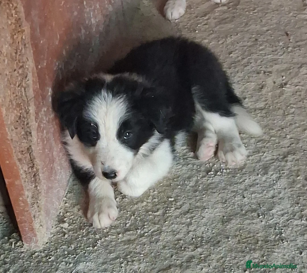 Border Collie perros en venta: Boder collie - Anuncio 6