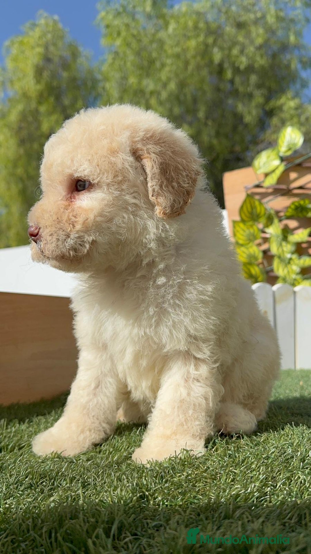 Perro de Agua Español perros en venta: PERRO DE AGUA ESPAÑOL HEMBRA - Imagen 14