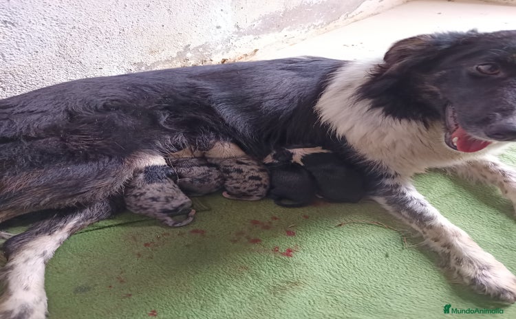 Border Collie perros Border collie  - Anuncio 1