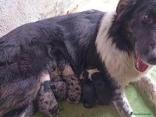 Border Collie perros Border collie - Anuncio 1