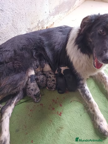 Border Collie perros Border collie - Anuncio 2