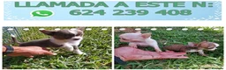 Chihuahua perros en venta: PRECIOSOS CHIHUAHUA RUSO Y ASIÁTICO  - Anuncio 5