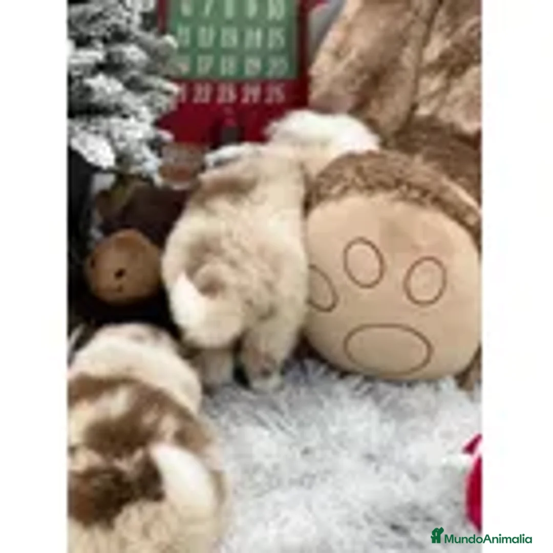 Border Collie perros en venta: Border collie puppy .  - Anuncio 2