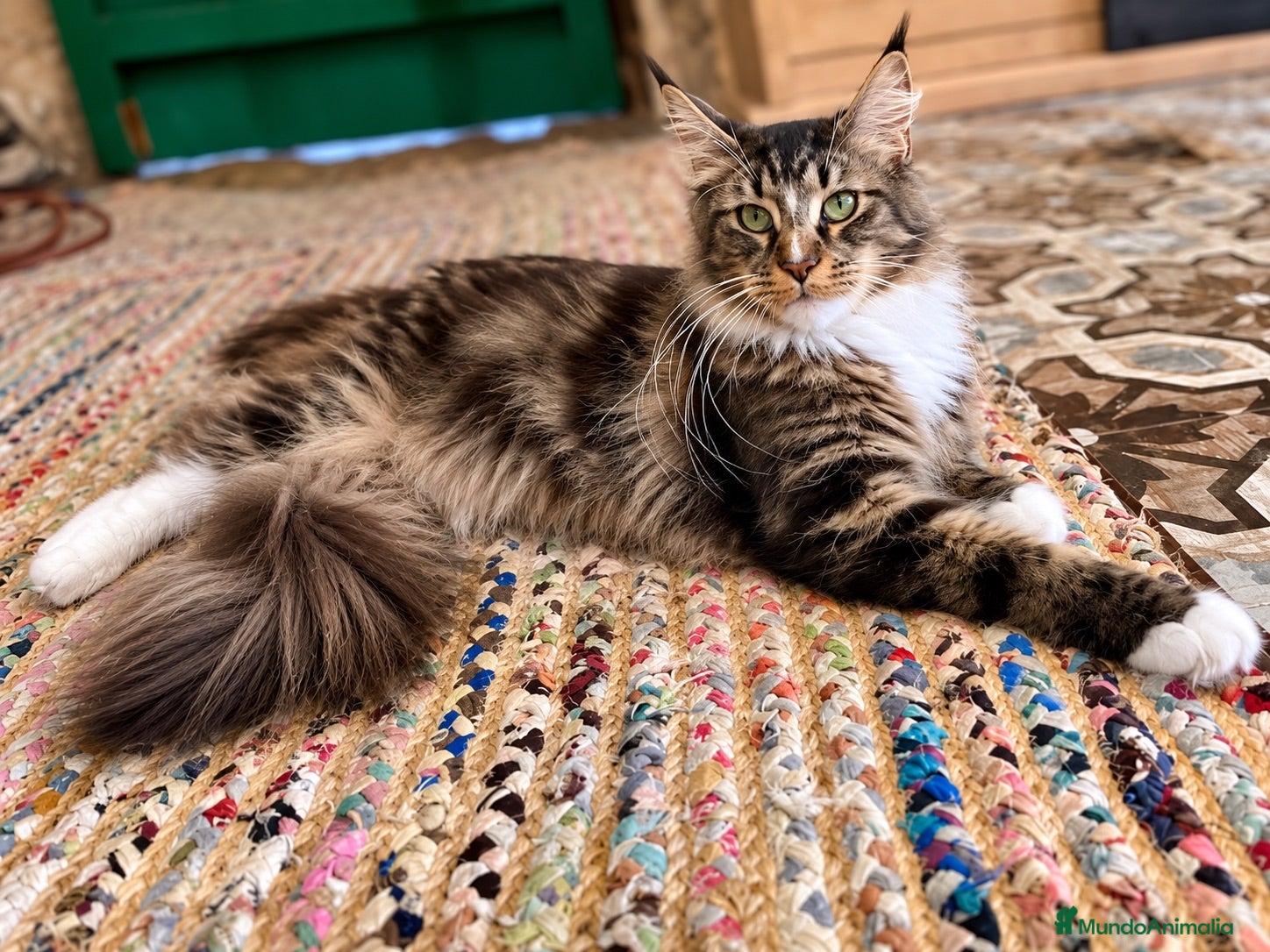 Maine Coon gatos Rey- Diez cattery  - Anuncio 1