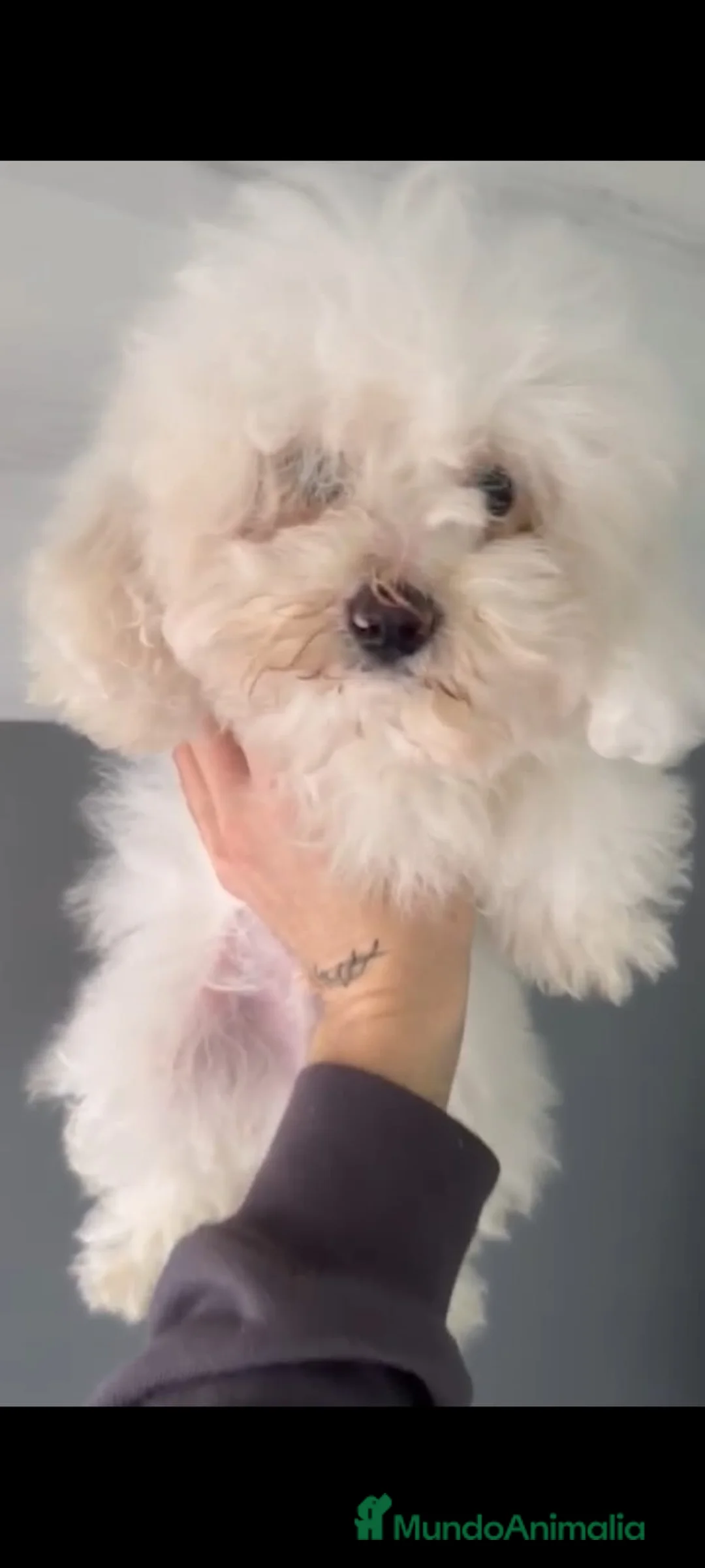 Maltipom perros en venta: Maltipoo toy - Anuncio 2