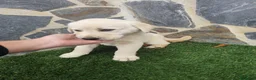 Labrador Retriever perros en venta: Labrador retriever  - Anuncio 8