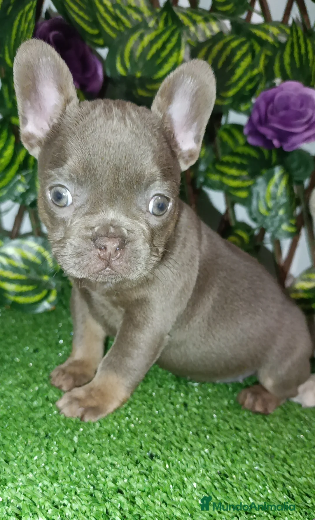 Bulldog Francés perros en venta: Bulldog francés exóticos  - Anuncio 2