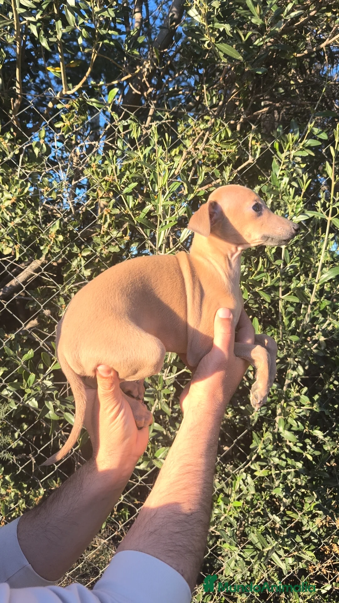 Pequeño Lebrel Italiano perros en venta: Pequeño lebrel Italiano FincaPaunais  - Anuncio 2