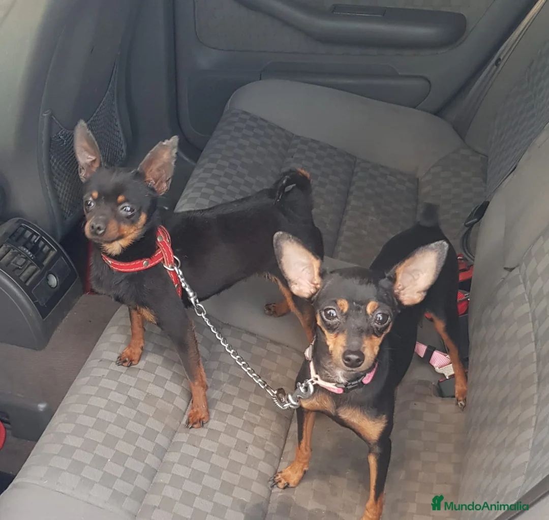 Ratón de Praga perros en venta: Ratón de Praga  en Sevilla - Anuncio 9