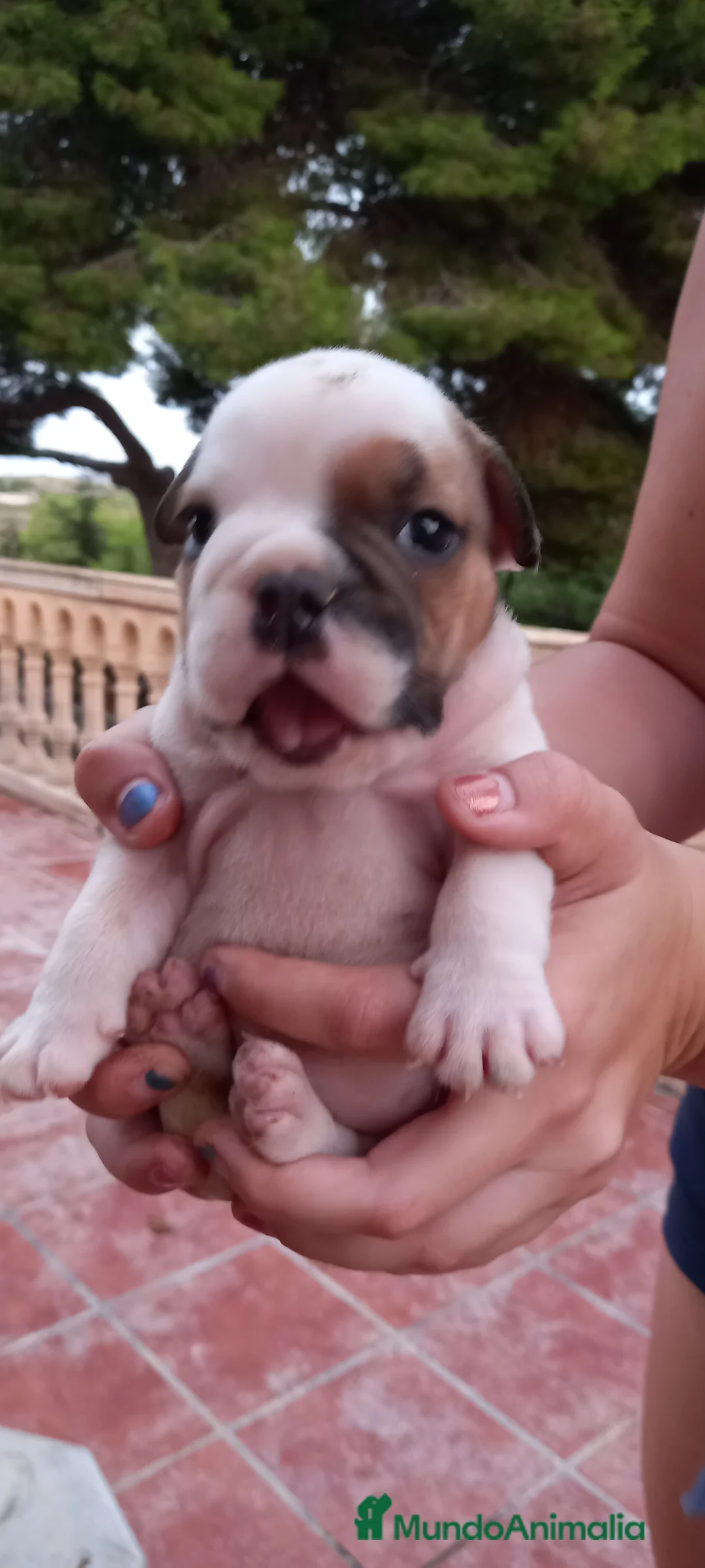 Imagen de galería {{count}}