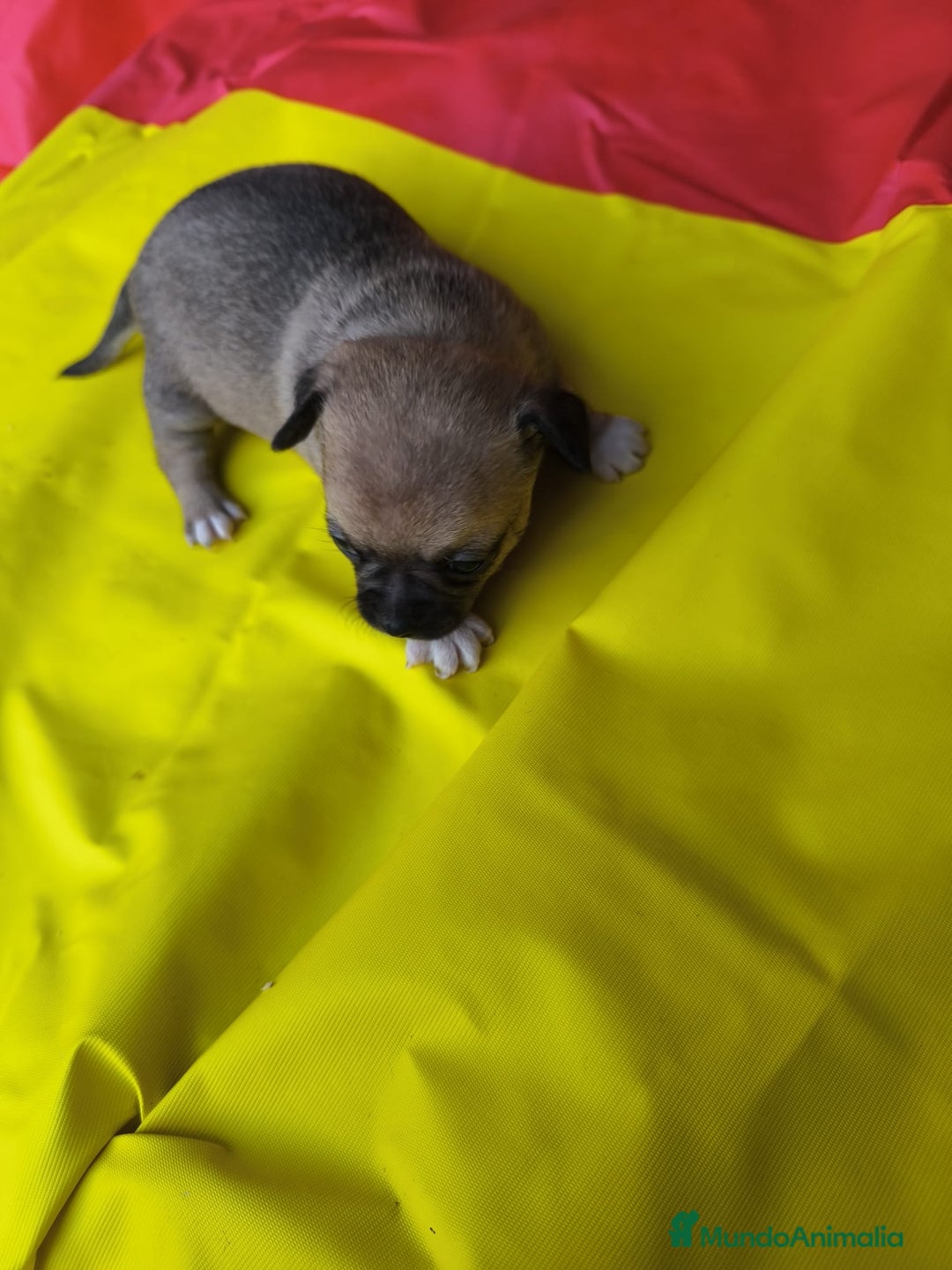 Chihuahua perros en venta: CHIHUAHUAS EXCLUSIVOS TEA CUP - Anuncio 3