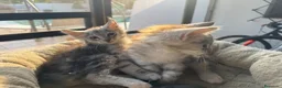 Maine Coon gatos en venta: Preciosa camada de cachorros Maine coon  - Anuncio 9