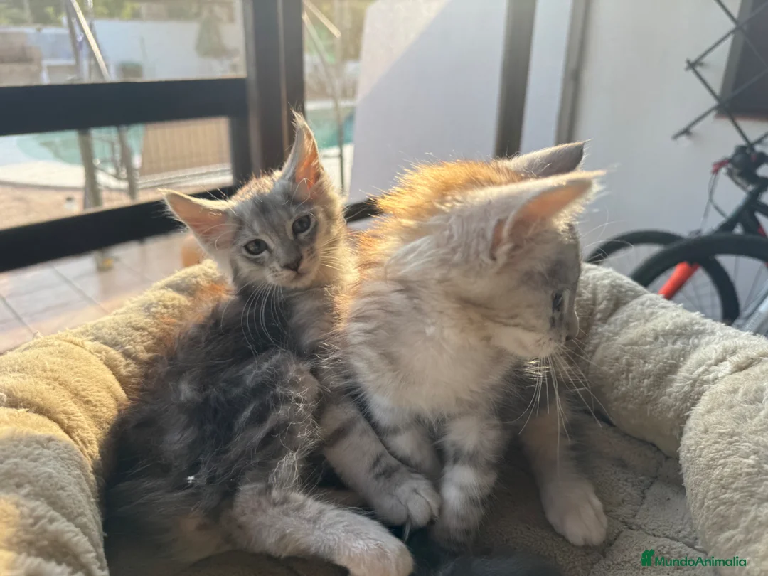 Maine Coon gatos en venta: Preciosa camada de cachorros Maine coon  - Anuncio 9
