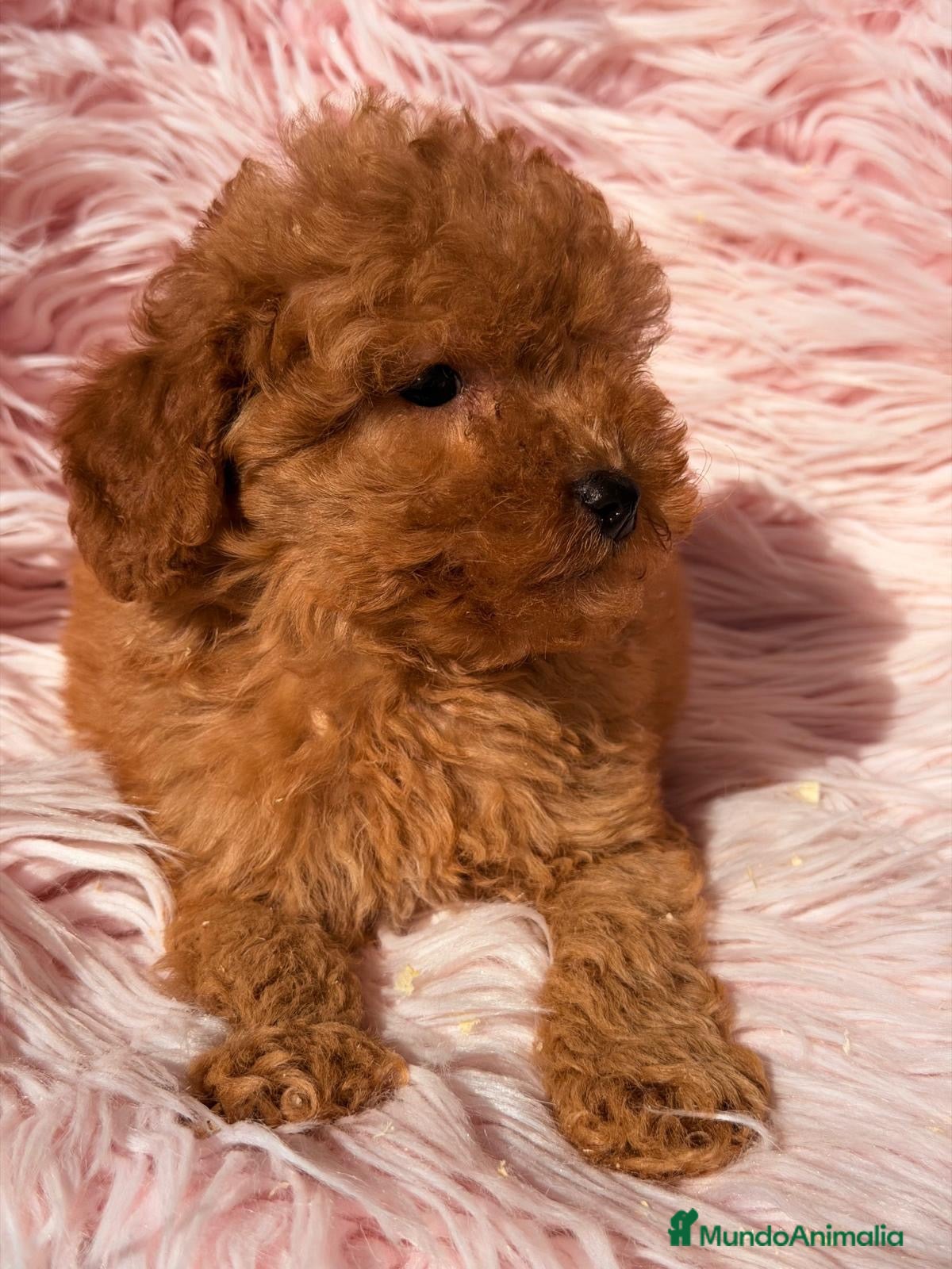 Maltipoo perros en venta: MALTIPOO TOY DISPONIBLES MUY ROJOS - Anuncio 4
