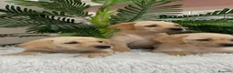 Labrador Retriever perros en venta: LABRADOR RETRIEVER - Anuncio 12