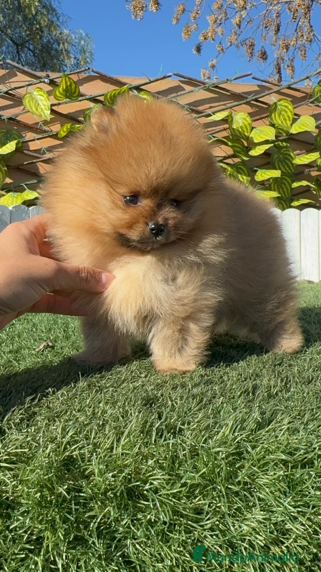 Pomerania perros en venta: POMERANIA HEMBRA CARA DE OSO - Anuncio 7