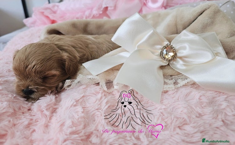 Maltipoo perros - Anuncio 1