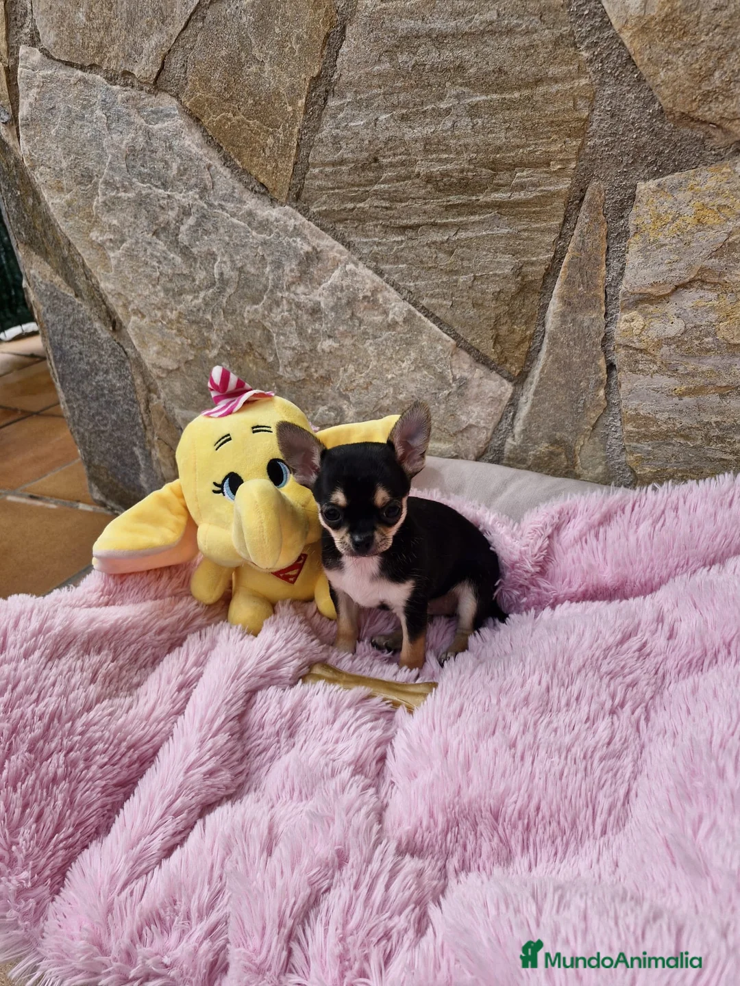 Chihuahua perros en venta: Chihuahua hembra - Anuncio 2