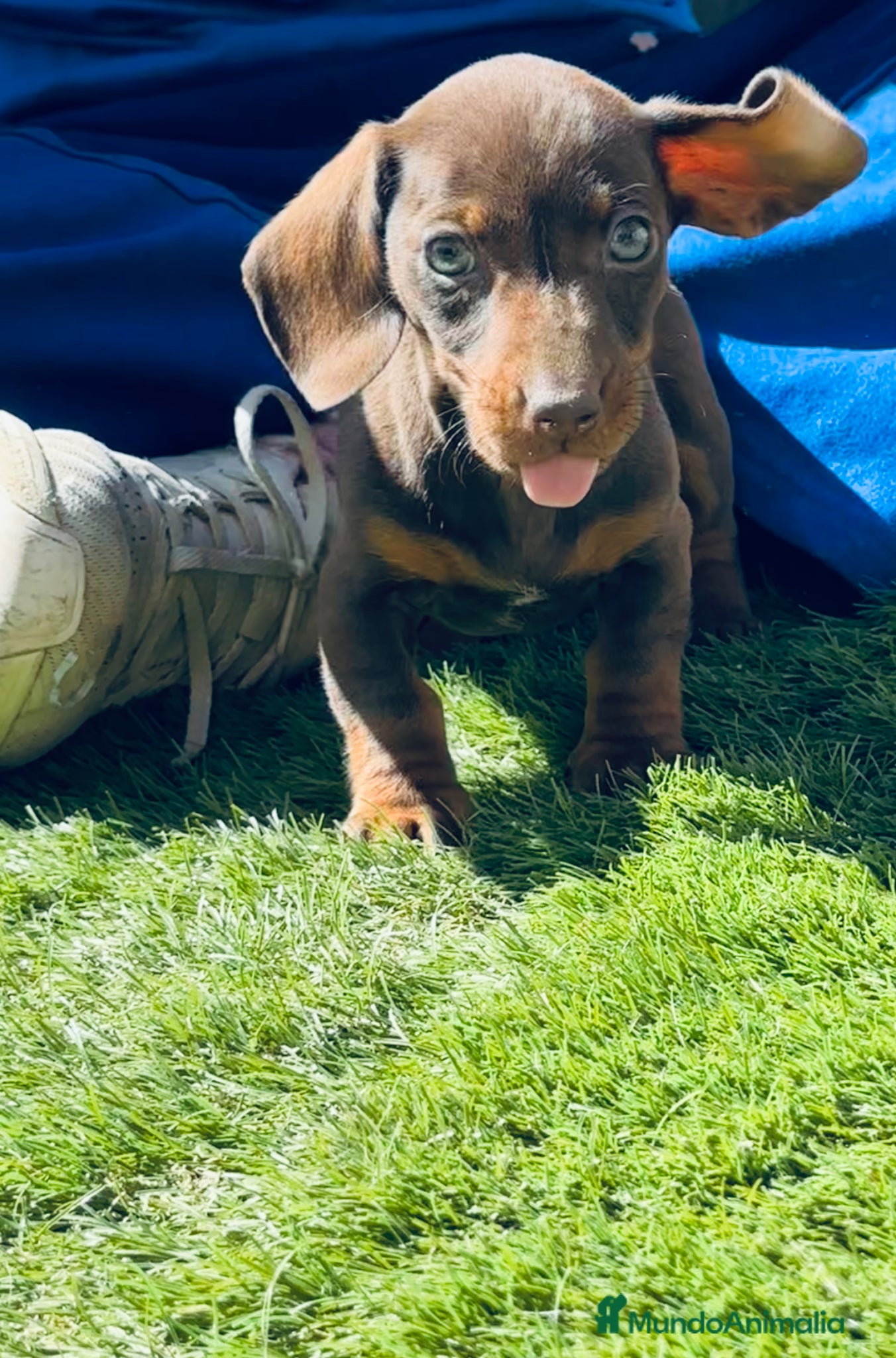 Teckel Miniatura perros Cachorrito muy mini con ojazos azules - Anuncio 1