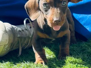 Teckel Miniatura perros Cachorrito muy mini con ojazos azules - Anuncio 1