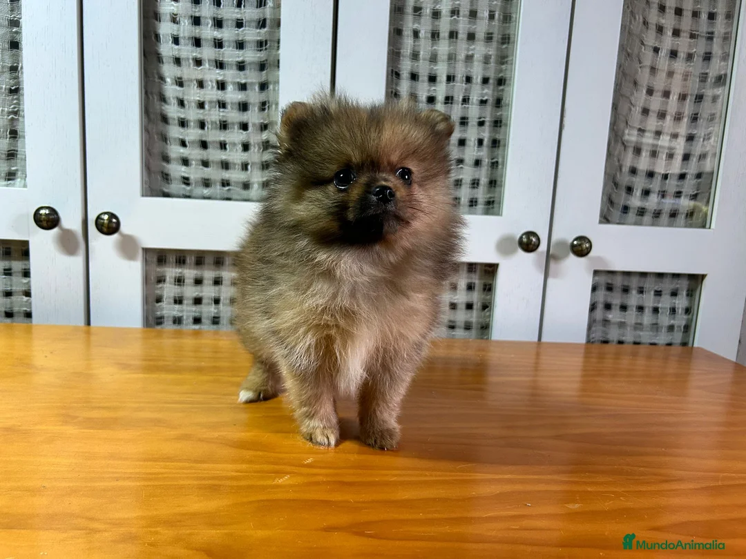 Pomerania perros en venta: Pomerania mini - Anuncio 2