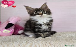 Maine Coon gatos en venta: Gatita maine coon - Imagen 1