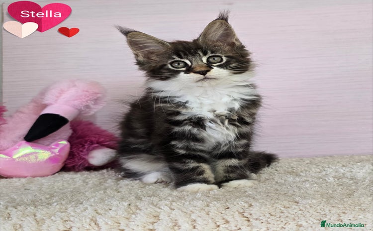 Maine Coon gatos - Anuncio 1